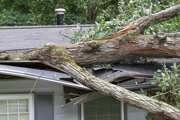 tree storm damage Harlingen home needing upgrade with XYZ Roofing and Restorations.